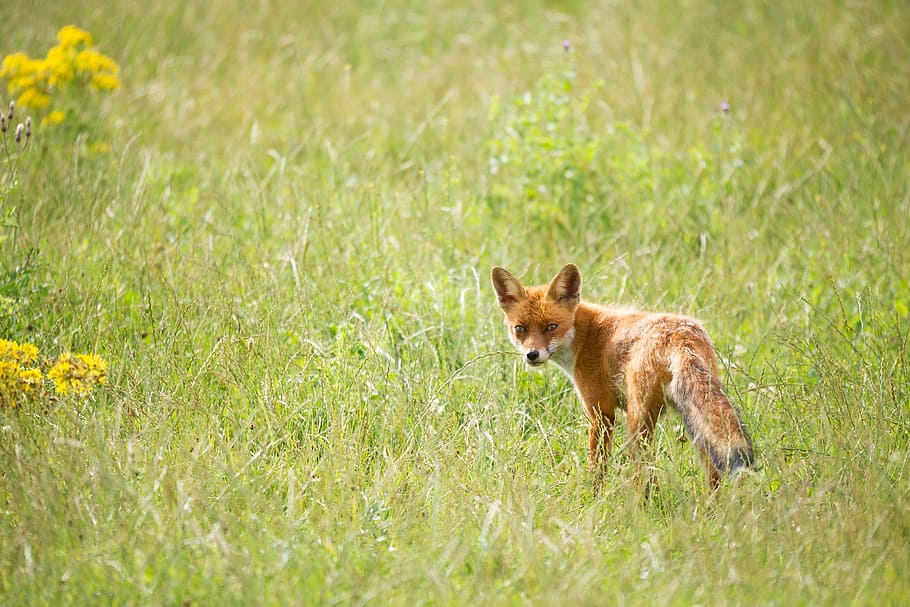 wildlife photography of orange fox, brown fox on green field HD wallpaper
