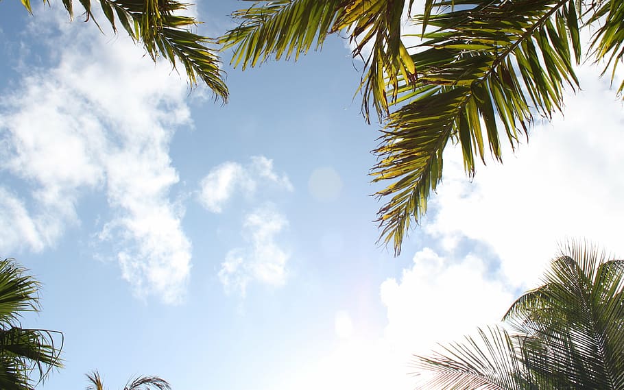 trees, palm, clouds, sky, palm tree, tropical, summer, nature HD wallpaper
