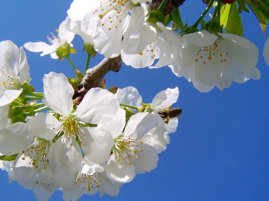 cherry tree flower, white flower, spring, flowering plant, freshness HD wallpaper