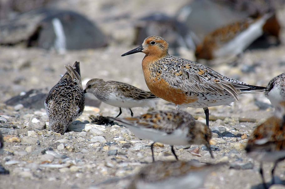 rufa, canutus, calidris, sand, red, flock, knot, birds, animals HD wallpaper