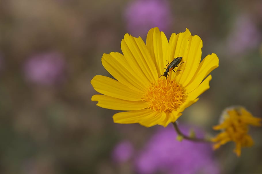 flower, bug, nature, yellow, summer, plant, insect, petal, bee HD wallpaper