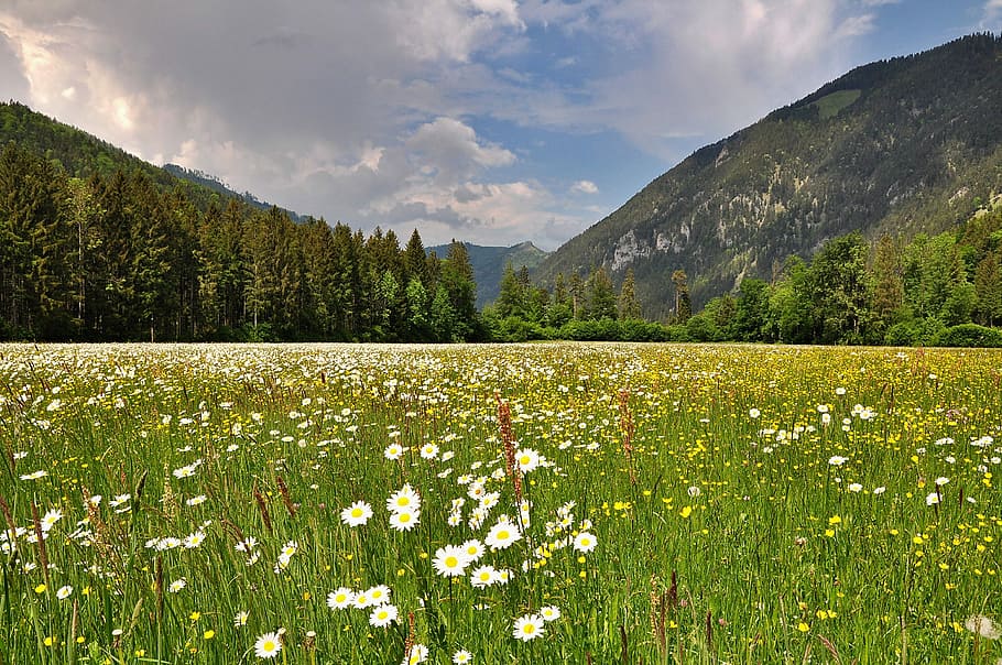 bed of daisy flowers, nature, landscape, spring, blossom, bloom HD wallpaper