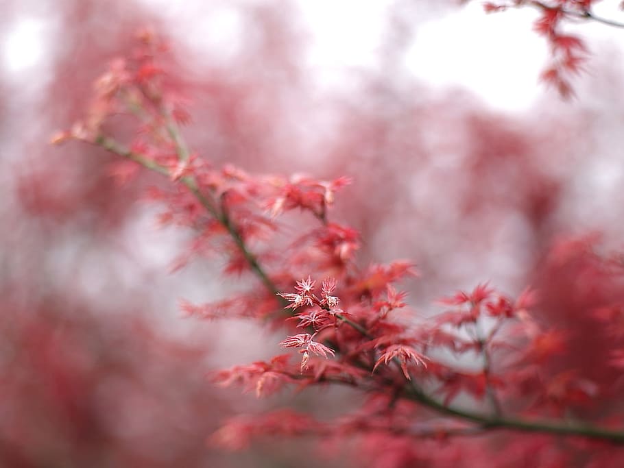 Shallow Focus of Red and White Flower, blur, branch, bright, close-up HD wallpaper