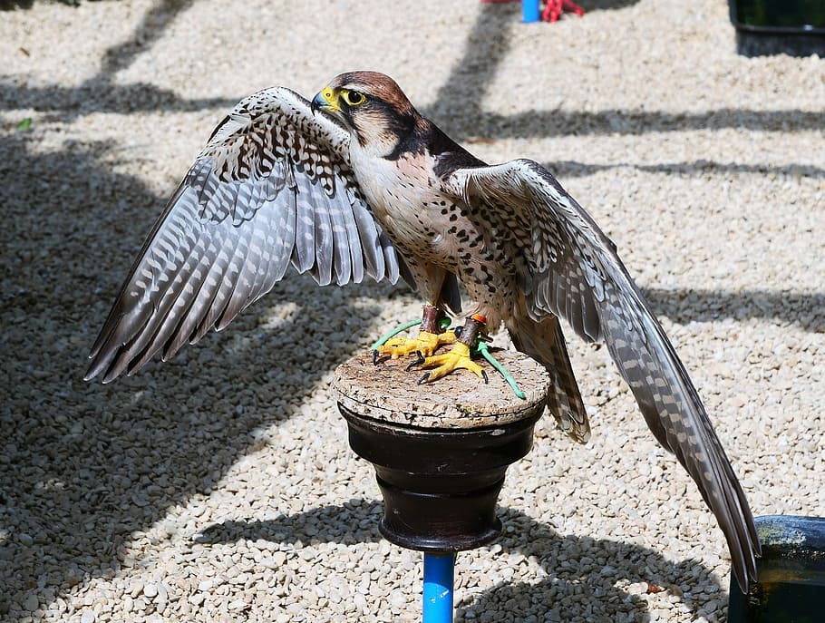 lanner falcon, bird, wildlife, raptor, predator, feather, hawk HD wallpaper