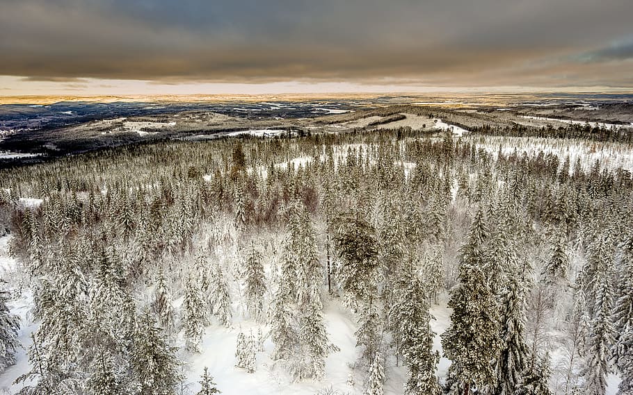 aerial photography of snow covered green leaf trees under cloudy sky, aerial photography of snow forest HD wallpaper