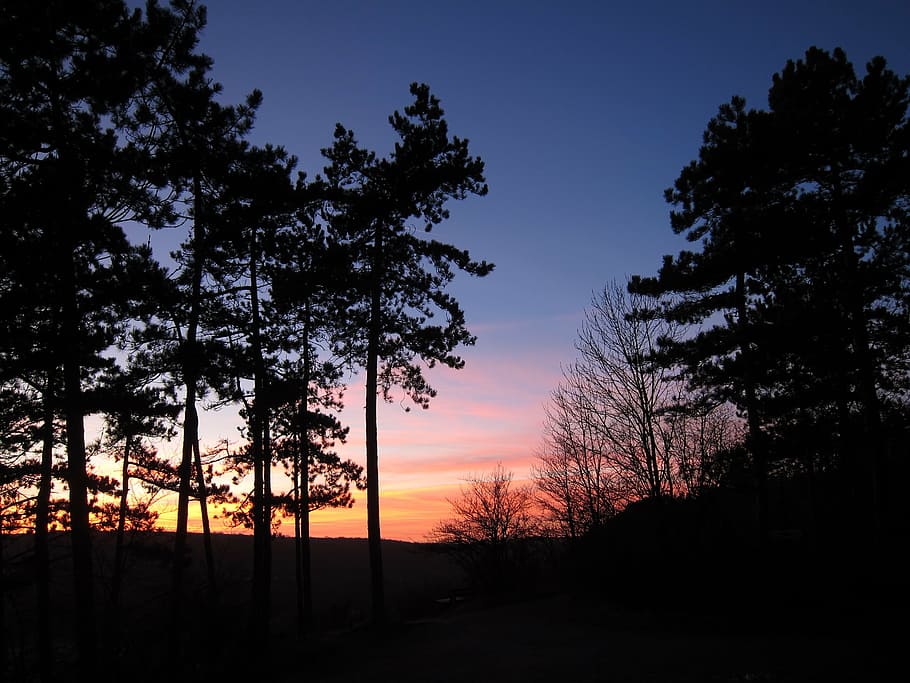 sunset, forest, abendstimmung, tree, silhouette, sky, plant HD wallpaper