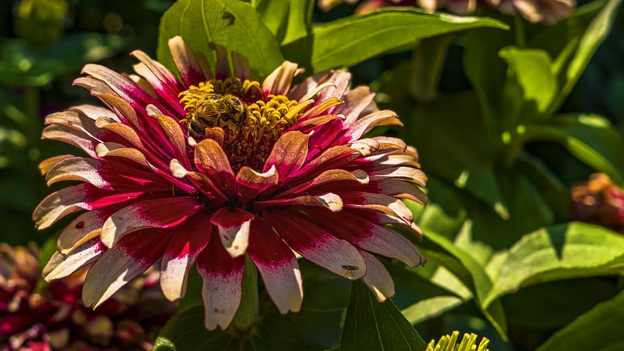 blossom, bloom, bee, insect, macro, flower, close up, nature HD wallpaper