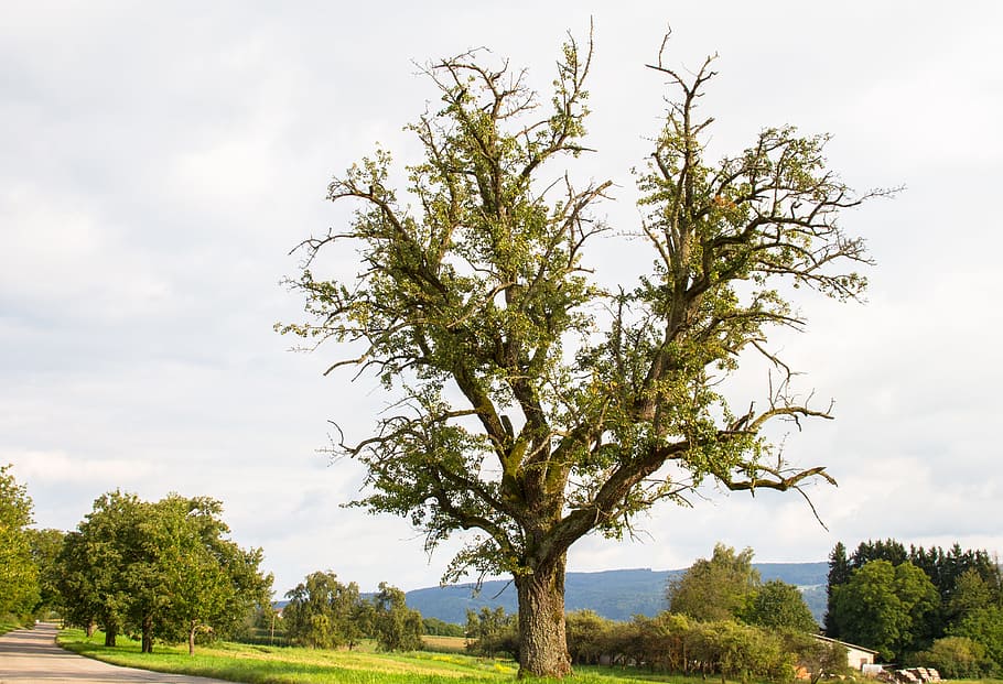 pear, tree, old tree, fruit, plant, sky, cloud - sky, landscape HD wallpaper