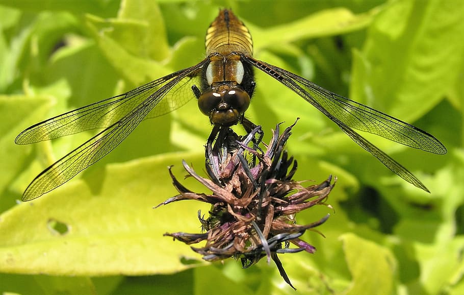 dragon fly, insect, nature, invertebrate, animal themes, animals in the wild HD wallpaper