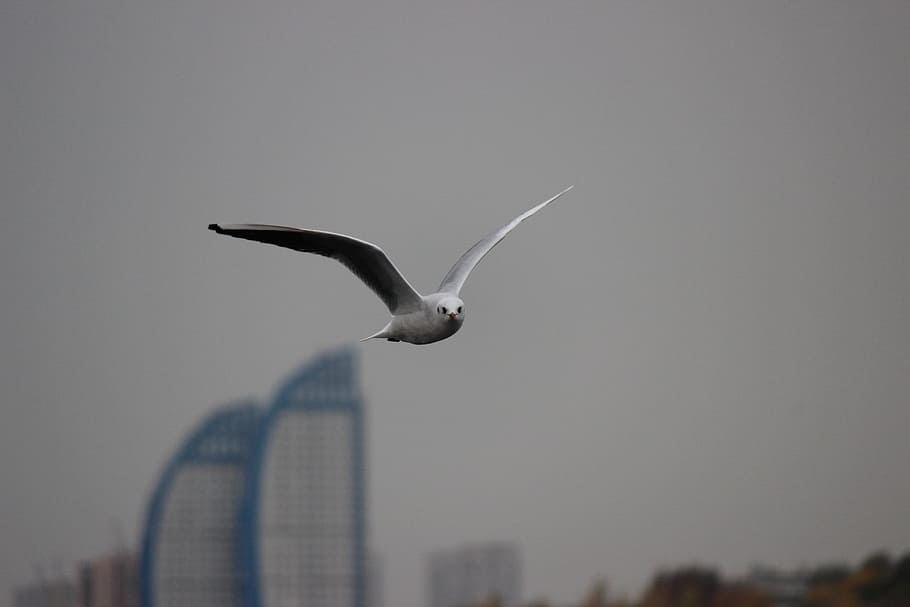 Seagull, White, Flight, no people, flying, outdoors, sky, night HD wallpaper
