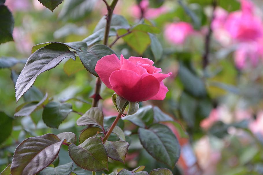 rosebush, pink, flower, button, green leaves, nature, garden HD wallpaper