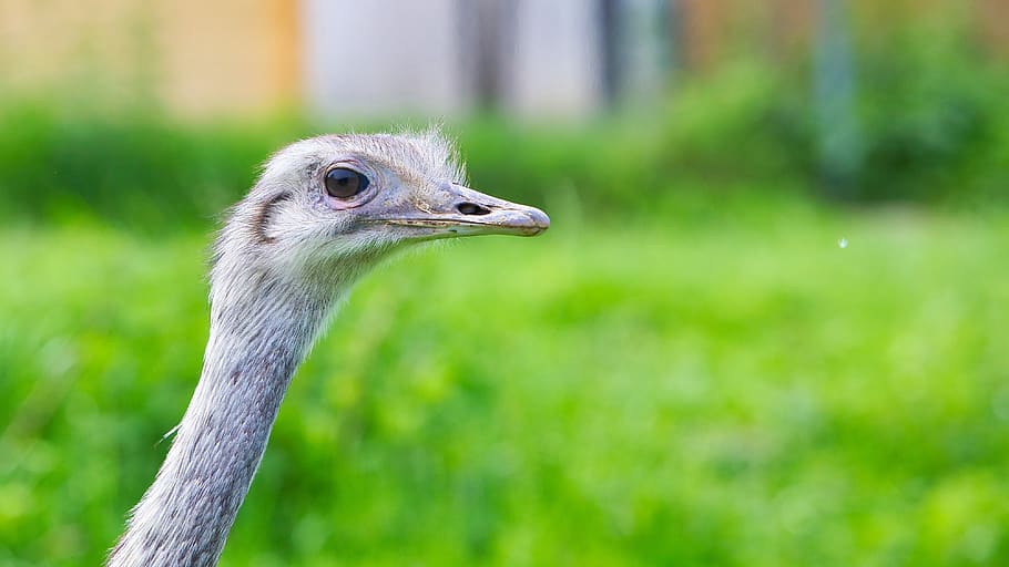 there, cute, haals, one animal, bird, animal themes, vertebrate HD wallpaper
