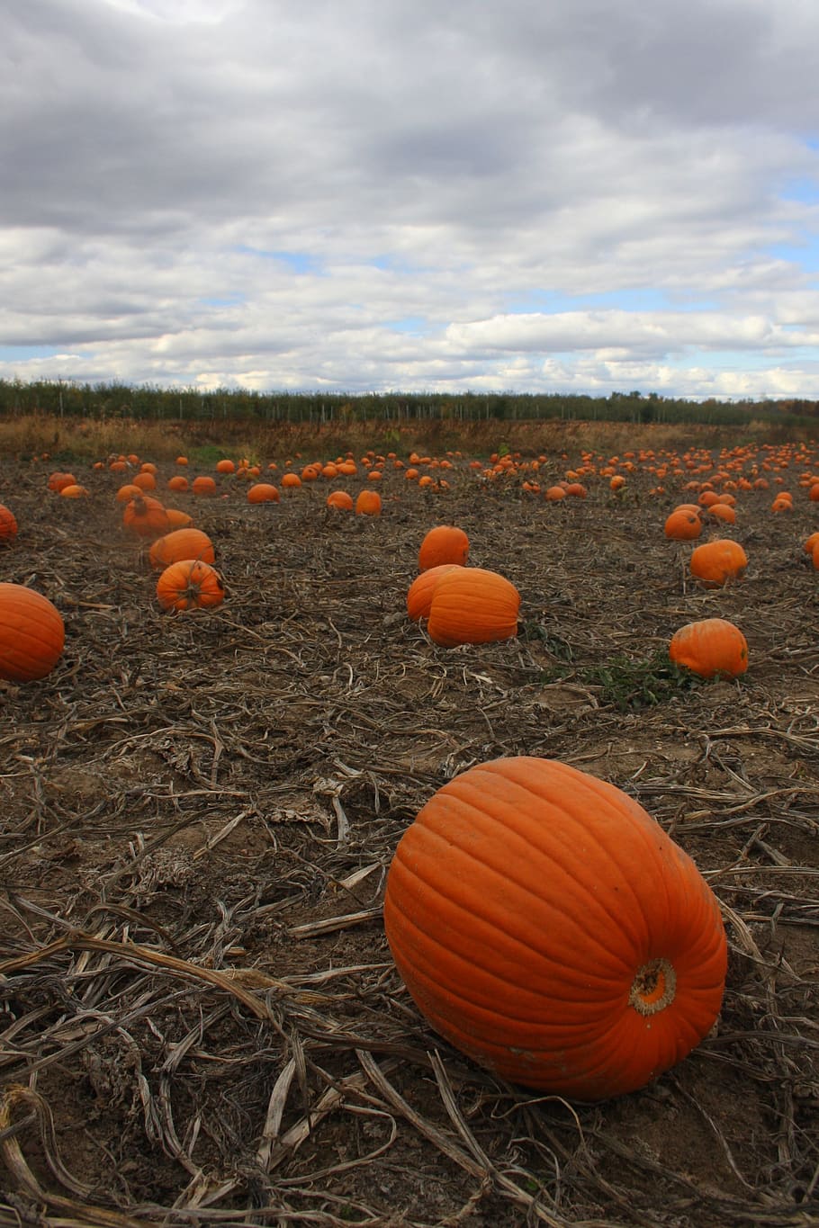 pumpkin patch, october, field, autumn, orange, fall, halloween HD wallpaper