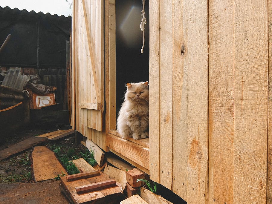 Cat, Barn, Tree, Red-Headed, Peach, red-headed cat, homeless HD wallpaper