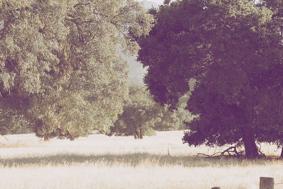 park, garden, trees, vegetation, grass, meadow, nature, green HD wallpaper