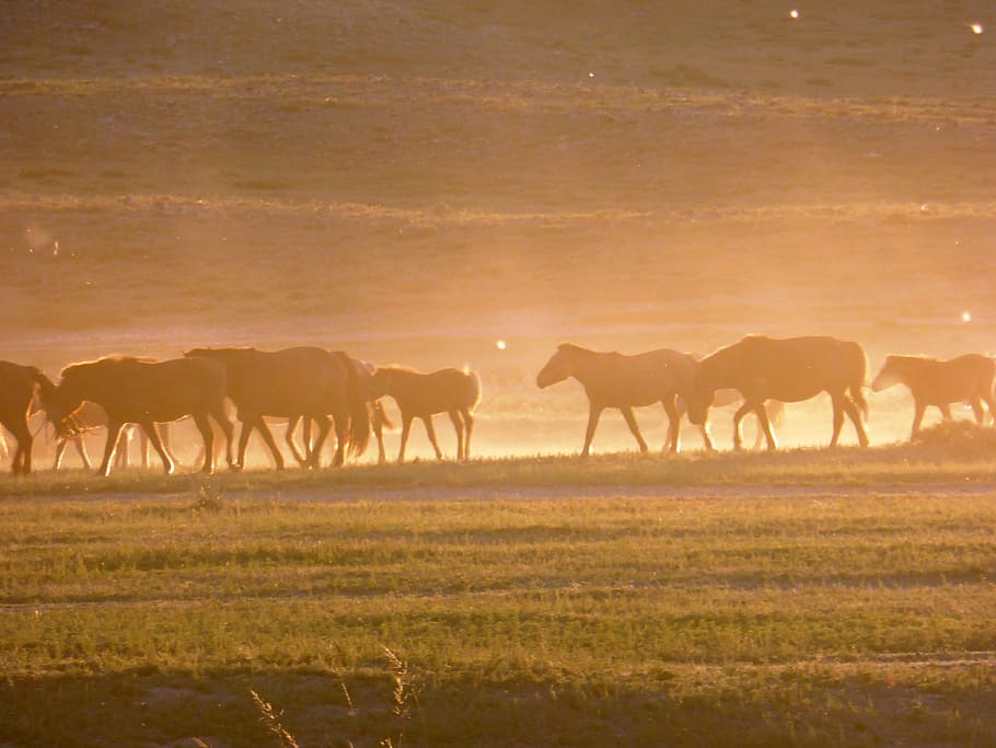 horses, steppe, sunset, dust, landscape, mood, back light, animal themes HD wallpaper