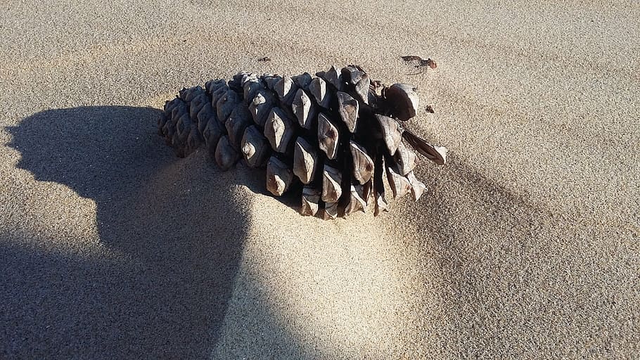 beach, close, sand, pine cones, sunlight, land, shadow, nature HD wallpaper