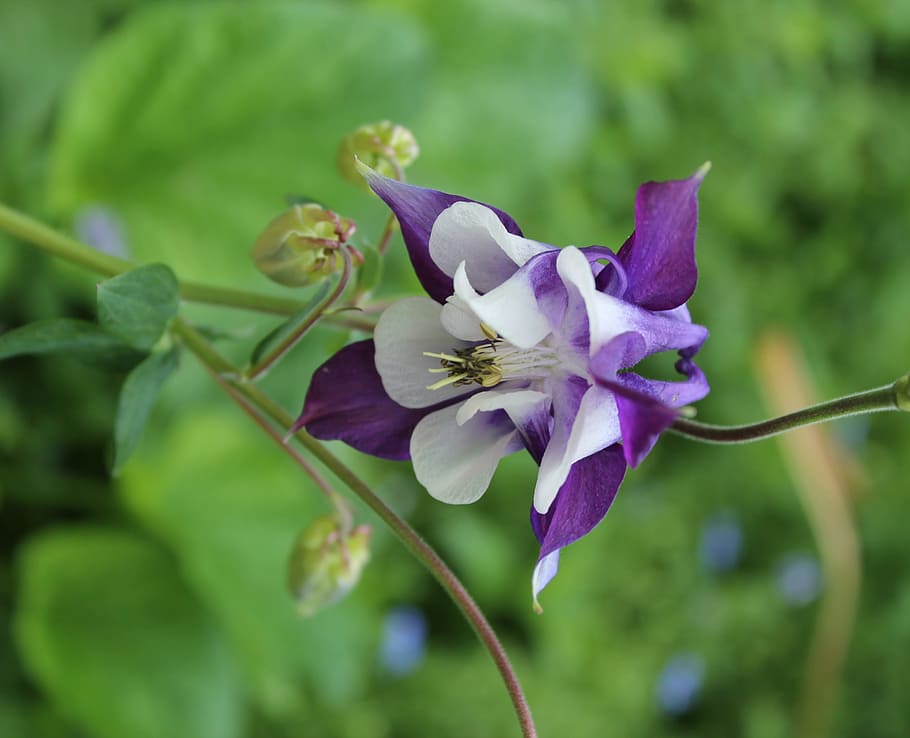 flowers, garden flowers, summer flowers, plant, beautiful, white, HD wallpaper