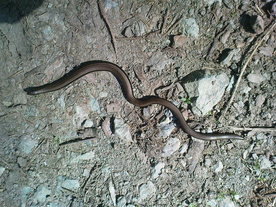 slow-worm, snake, lizard, animal, nature, reptile, wildlife HD wallpaper