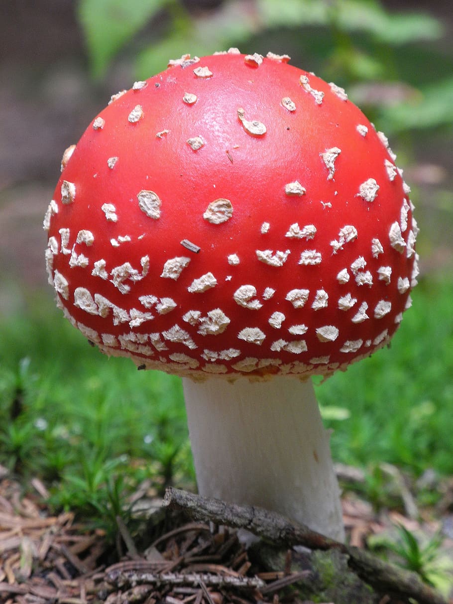 fly agaric, mushroom, red, forest, nature, toxic, autumn, red fly agaric mushroom HD wallpaper