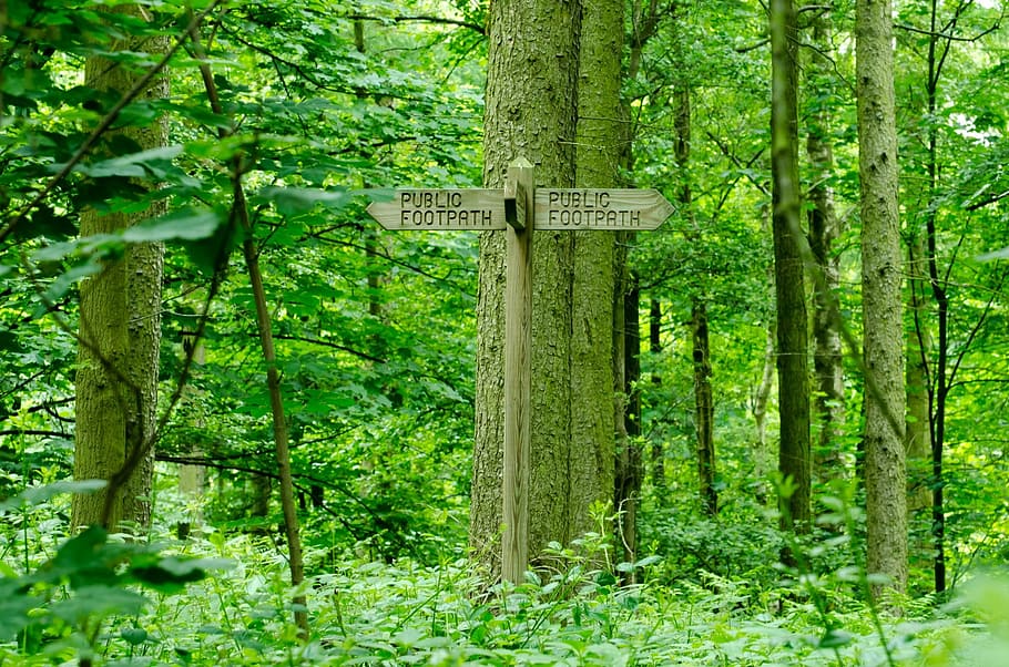 forest, tree, trees, foliage, leaves, leaf, nature, path, walk HD wallpaper