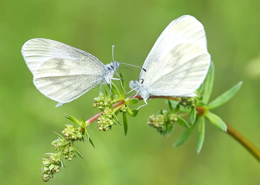 insect, nature, live, invertebrate, animal wildlife, animal themes HD wallpaper