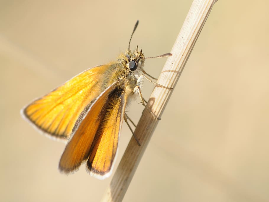 butterfly, insect, macro, nature, butterfly - Insect, animal HD wallpaper