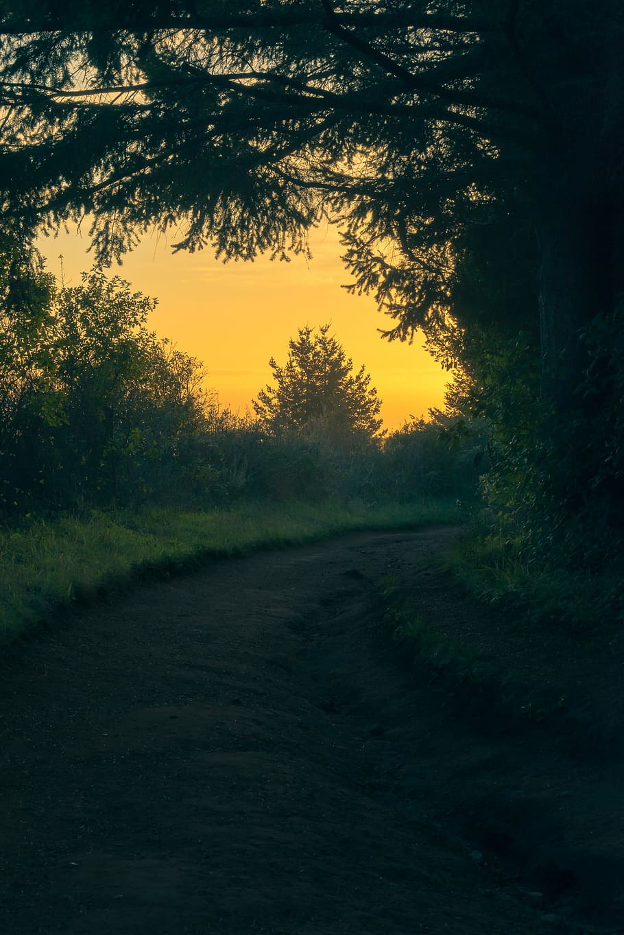 silhouette of trees and grass, pathway surrounded by grass and trees HD wallpaper