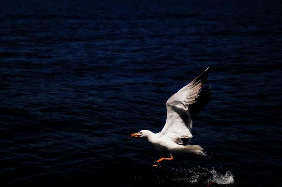 Gocek, Boat, Type, spread wings, flying, one animal, animals in the wild HD wallpaper