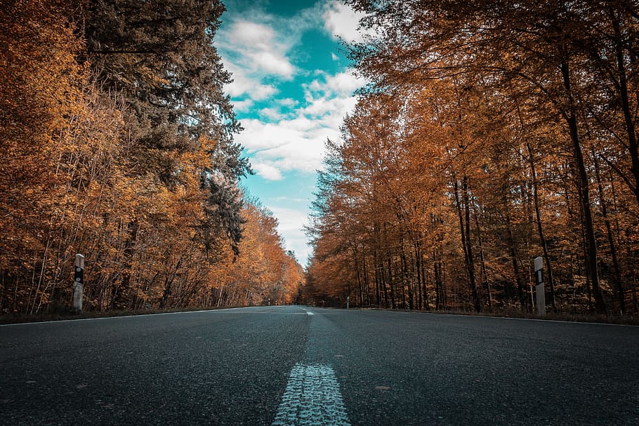 gray concrete road surrounded by dried leaf trees, autumn, forest HD wallpaper