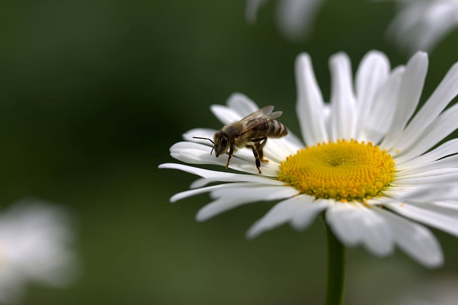 Bee, Daisy, Pollen, Work, Insecta, nature, flower, white, one animal HD wallpaper