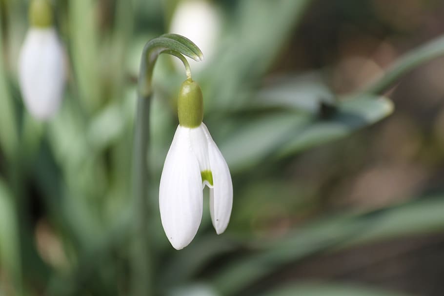 snowdrop, blossom, bloom, flower, spring, nature, white, plant HD wallpaper