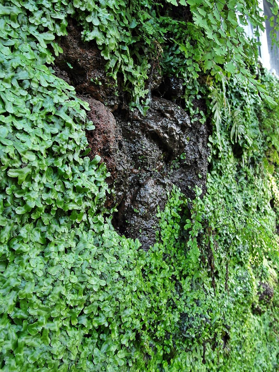Green, Water, Liquid, Bach, Drip, Source, moss, wet, stones HD wallpaper