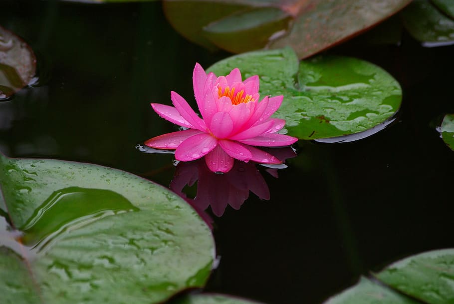 pink lotus flower on pond, flowers, leaf, nature, plants, water lilies HD wallpaper