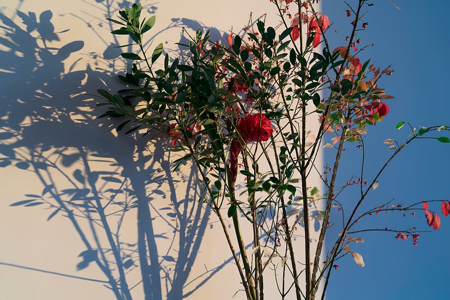 blue, sky, wall, flower, plant, nature, shadow, sunny, day HD wallpaper