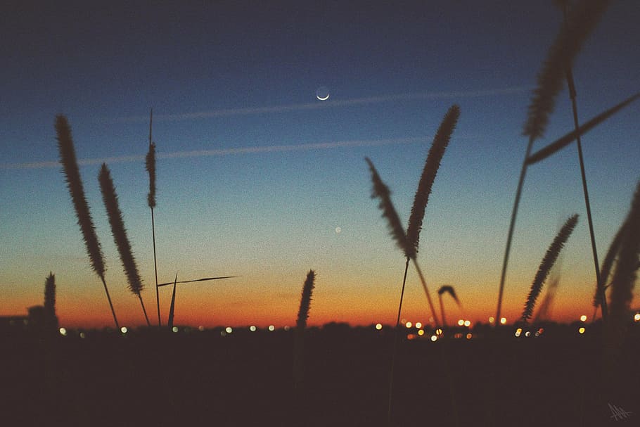 silhouette photo of cat tail, plant, night, time, sunset, dusk HD wallpaper