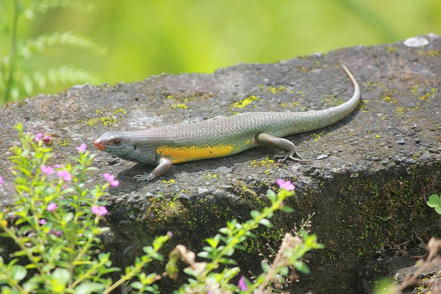 Nature, Yellow, Lizard, one animal, animal wildlife, animals in the wild HD wallpaper
