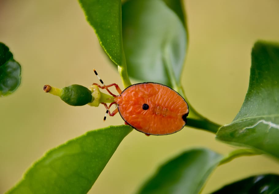 bug, insect, orange, oval, bright, lime tree, queensland, australia HD wallpaper