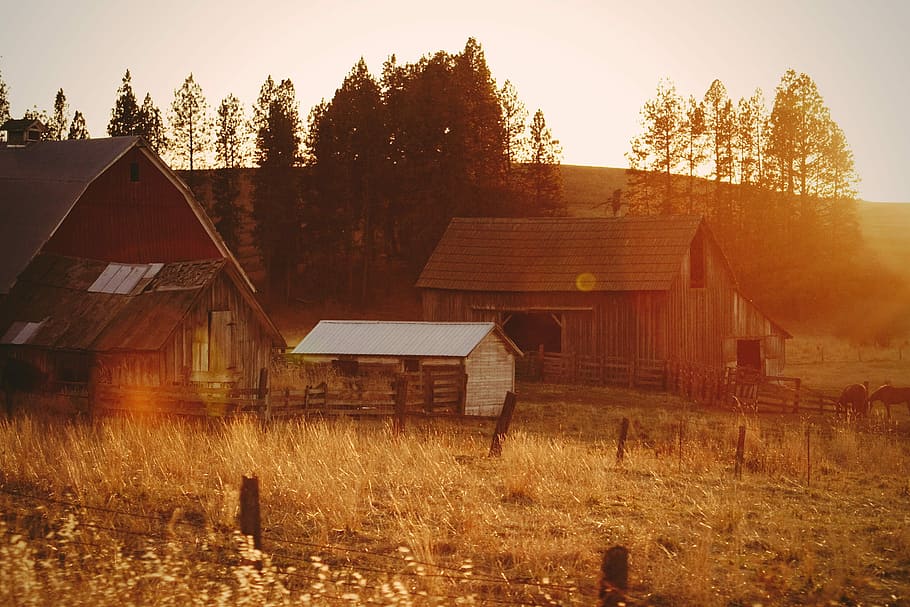 brown wooden house near green leafed trees, houses near trees during golden hour HD wallpaper