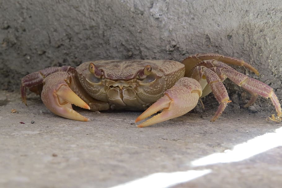 crab, crustacean, concealed, animal themes, animal wildlife HD wallpaper
