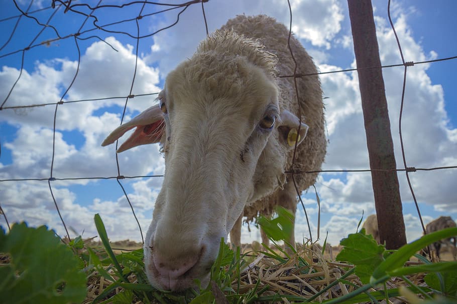 nature, sky, farm, grass, outdoors, sheep, animal, landscape HD wallpaper