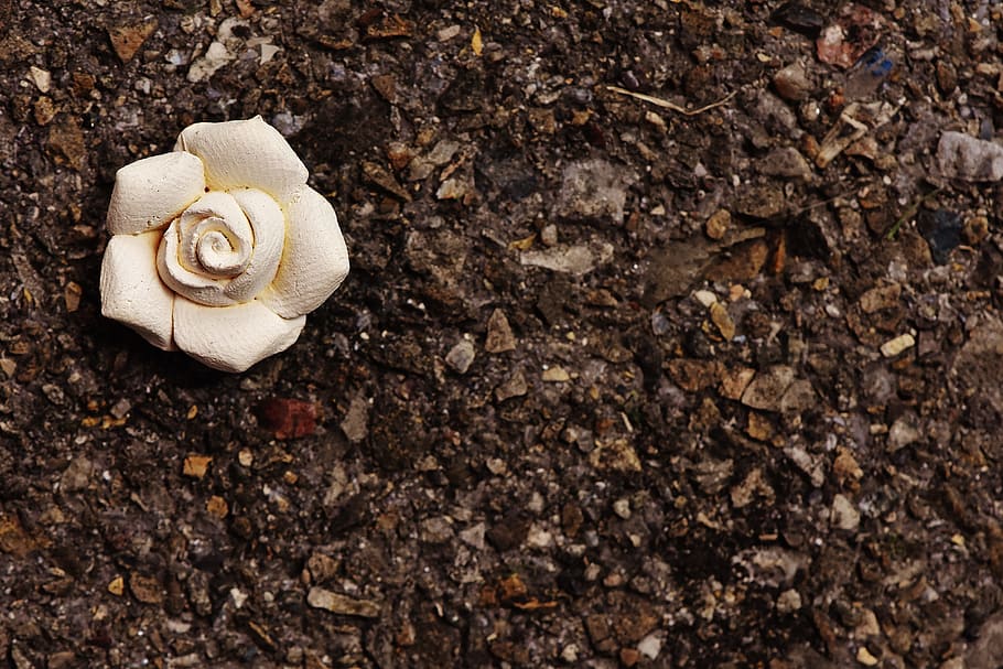 rose, white, blossom, bloom, beautiful, land, animal shell HD wallpaper
