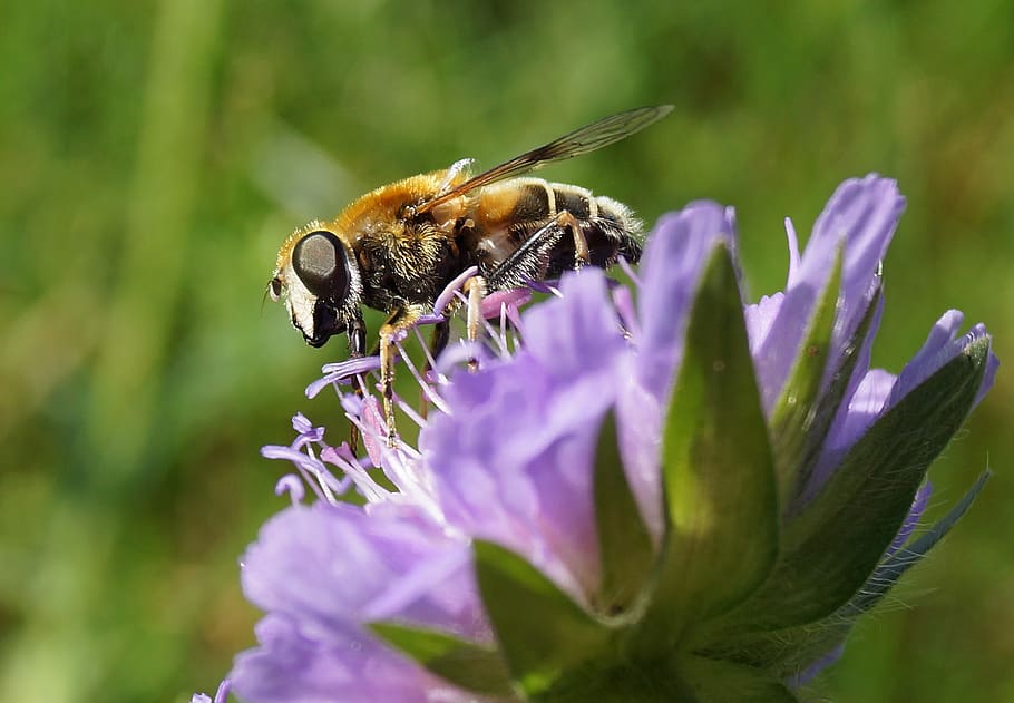 insect, widow flower, pointed flower, flowering plant, invertebrate HD wallpaper
