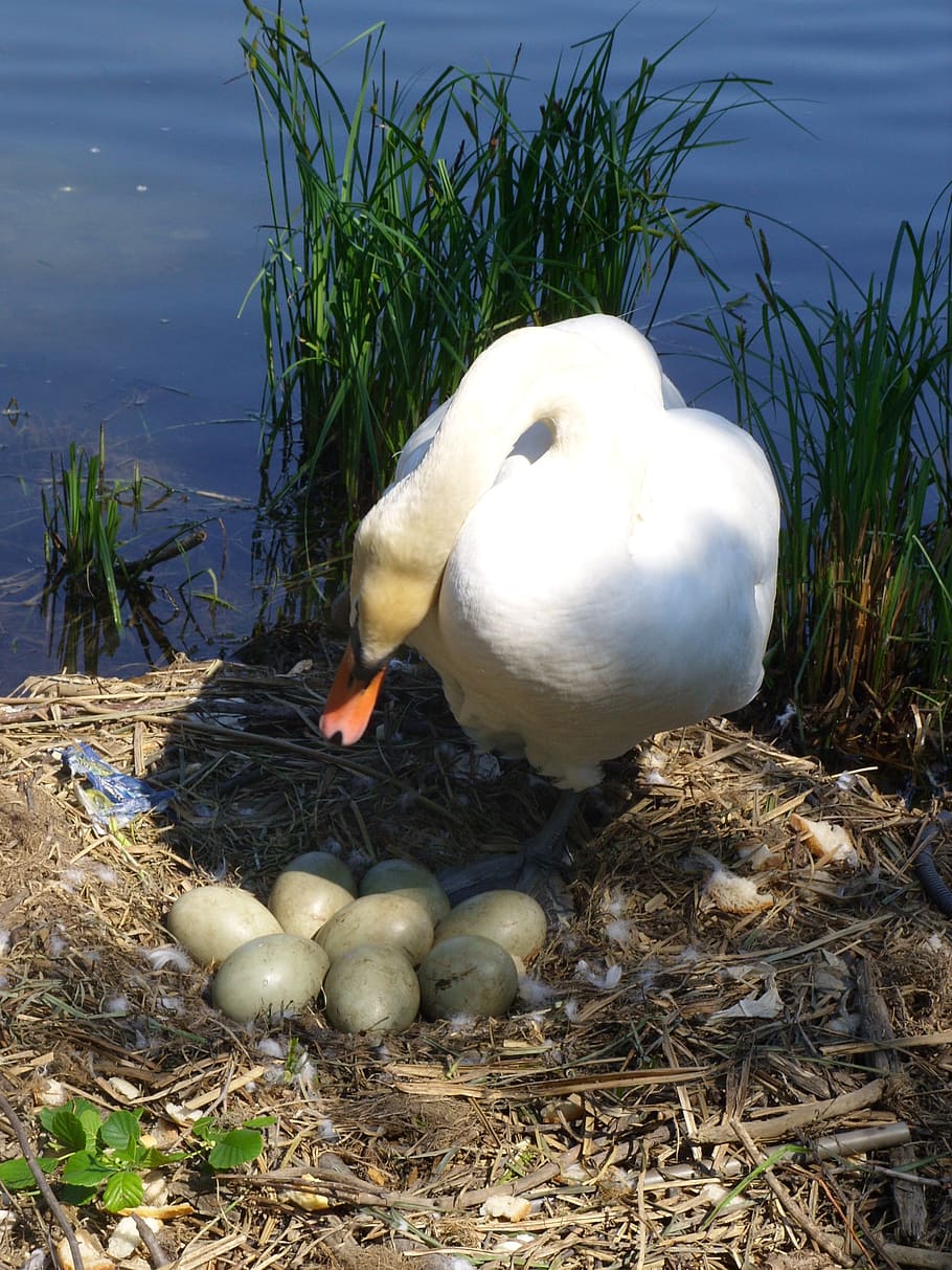 animals, bird, swan, vertebrate, animal themes, nature, animal wildlife HD wallpaper