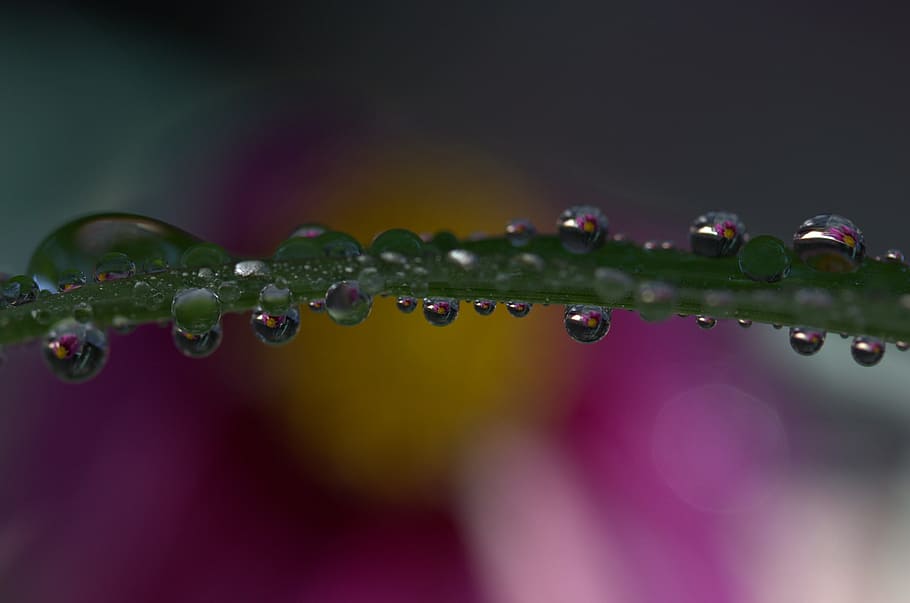 drops, plant, macro, reflection, dew, water, wet, close-up HD wallpaper