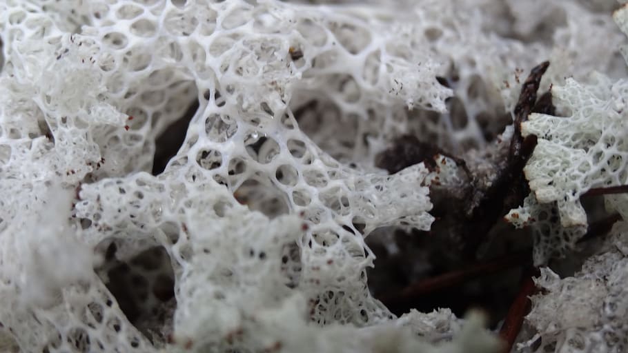 Coral, Up Close, White, nature, close-up, macro, no people HD wallpaper