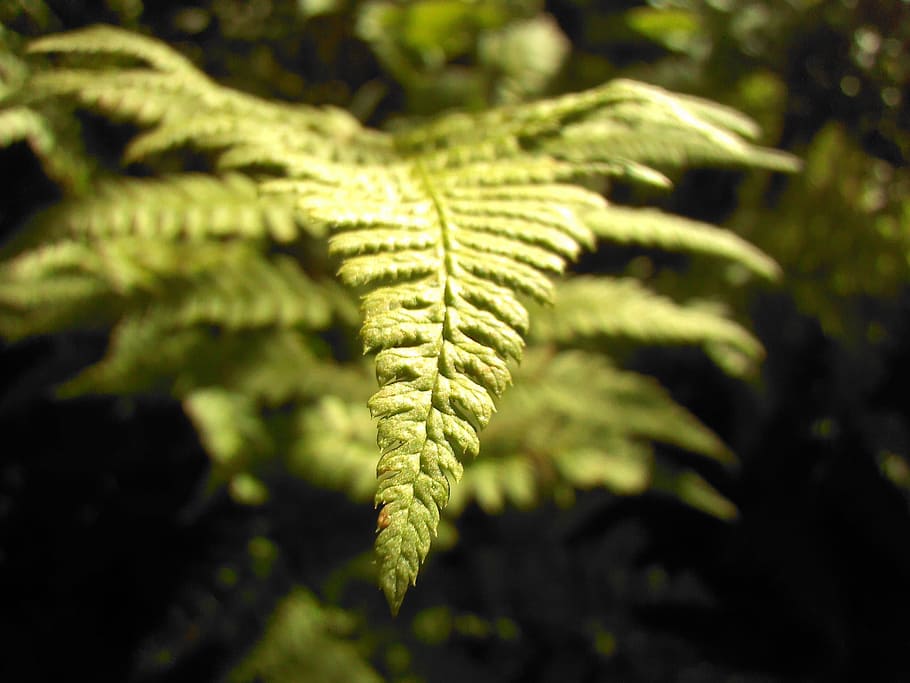 Fern, Green, Macro, Forest, Greens, plant, nature, green color HD wallpaper