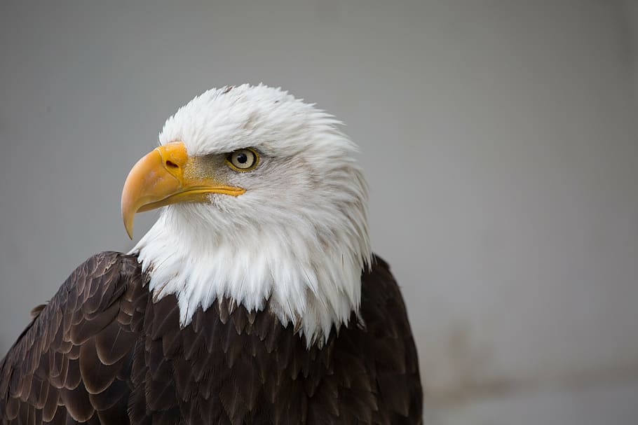 close up photo of bald eagle, bird, prey, raptor, wild, bird of prey HD wallpaper