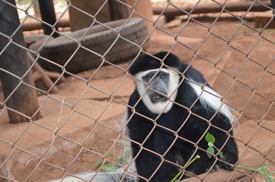 monkey, chimp, gorilla, animal themes, mammal, chainlink fence HD wallpaper