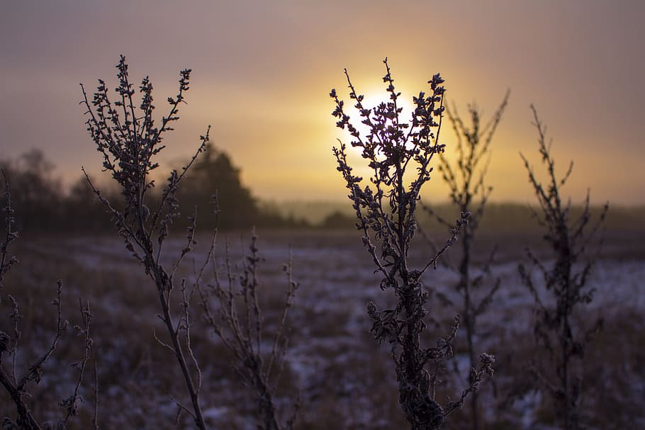 december, winter, grain, sol, mark, landscape, morning, sunrise HD wallpaper